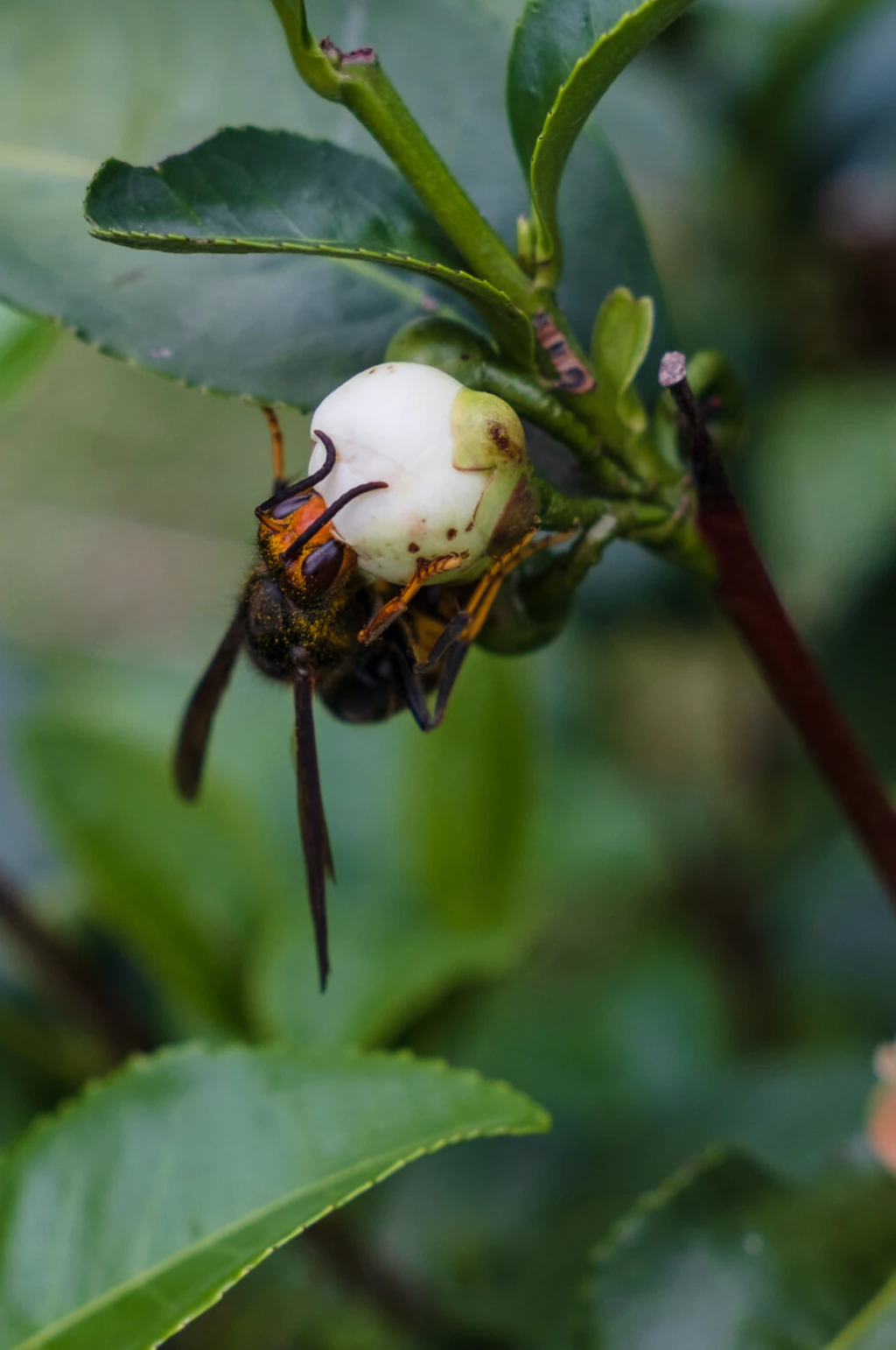 Fleur de théier butinée par une abeille